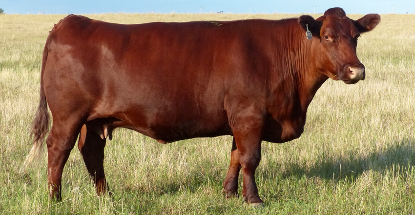 Beef Shorthorn Genetics & Embryos - Wenmar Beef Shorthorns