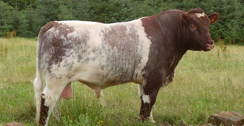 Past Cattle Herd Sires - Wenmar Beef Shorthorns